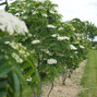 4223391_sorbus_dodong_03