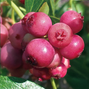 9254851_vaccinium_pink_lemonade_04