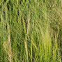 7250474_stipa_pony_tails_02