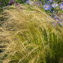 7250474_stipa_pony_tails_07