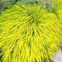 7240215_hakonechloa_all_gold_01