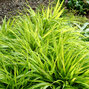 7240215_hakonechloa_all_gold_03