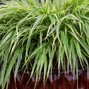 8220510_hakonechloa_macra_albostriata_02