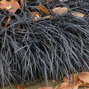 10221204_ophiopogon_black_dragon_02