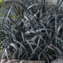 9254894_ophiopogon_niger_04