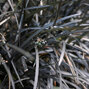 3250725_ophiopogon_nigrescens_02