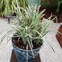 9250768_ophiopogon_variegatus_02