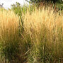 7250710_calamagrostis_karl_foerster_01