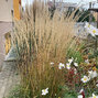 7250710_calamagrostis_karl_foerster_03