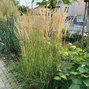 7250710_calamagrostis_karl_foerster_04