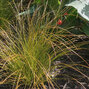 4240680_carex_prairie_fire_01