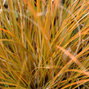 4240680_carex_prairie_fire_02