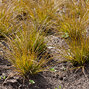 4240680_carex_prairie_fire_04