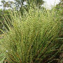 9232557_miscanthus_gold_bar_03