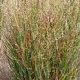 9251190_panicum_j._s_2