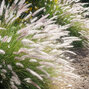 5250352_pennisetum_hameln_01