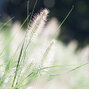 5250352_pennisetum_hameln_03