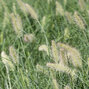 5250352_pennisetum_hameln_05