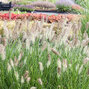 5250352_pennisetum_hameln_07