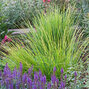 5250333_sesleria_autumnalis_08