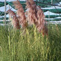 6233925_cortaderia_red_mistral_02