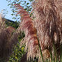 4243226_cortaderia_rose_plume_01
