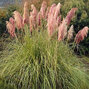 4243226_cortaderia_rose_plume_03