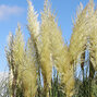 9243686_cortaderia_tiny_pampa_01