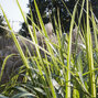 10200986_miscanthus_variegatus_01