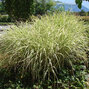 10200986_miscanthus_variegatus_02