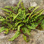 1225_asplenium_trichomanes_02