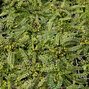 1225_asplenium_trichomanes_03