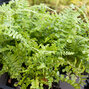 2241676_dryopteris_crispa_cristata_02