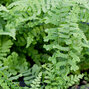 2241676_dryopteris_crispa_cristata_03
