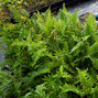 2241676_dryopteris_crispa_cristata_05