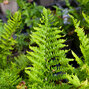 2241676_dryopteris_crispa_cristata_07