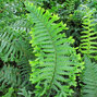 7242052_dryopteris_cristata_the_king_03