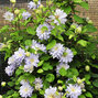 2243330_clematis_azure_ball_01