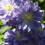 2243330_clematis_azure_ball_02