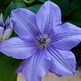 6232394_clematis_blue_pillar_01