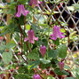 3223347_clematis_fay_01