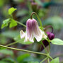 3223347_clematis_fay_02