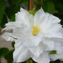 2252401_clematis_isago_01
