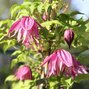 2233738_clematis_janny_01