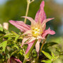 2233738_clematis_janny_02