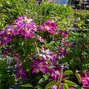 6213033_clematis_kakio_pink_champagne_03