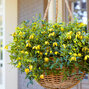 3223354_clematis_little_lemons_01