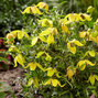 3223354_clematis_little_lemons_02