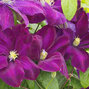6233979_clematis_monte_cassino_01