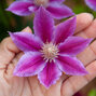 6213027_clematis_piilu_02